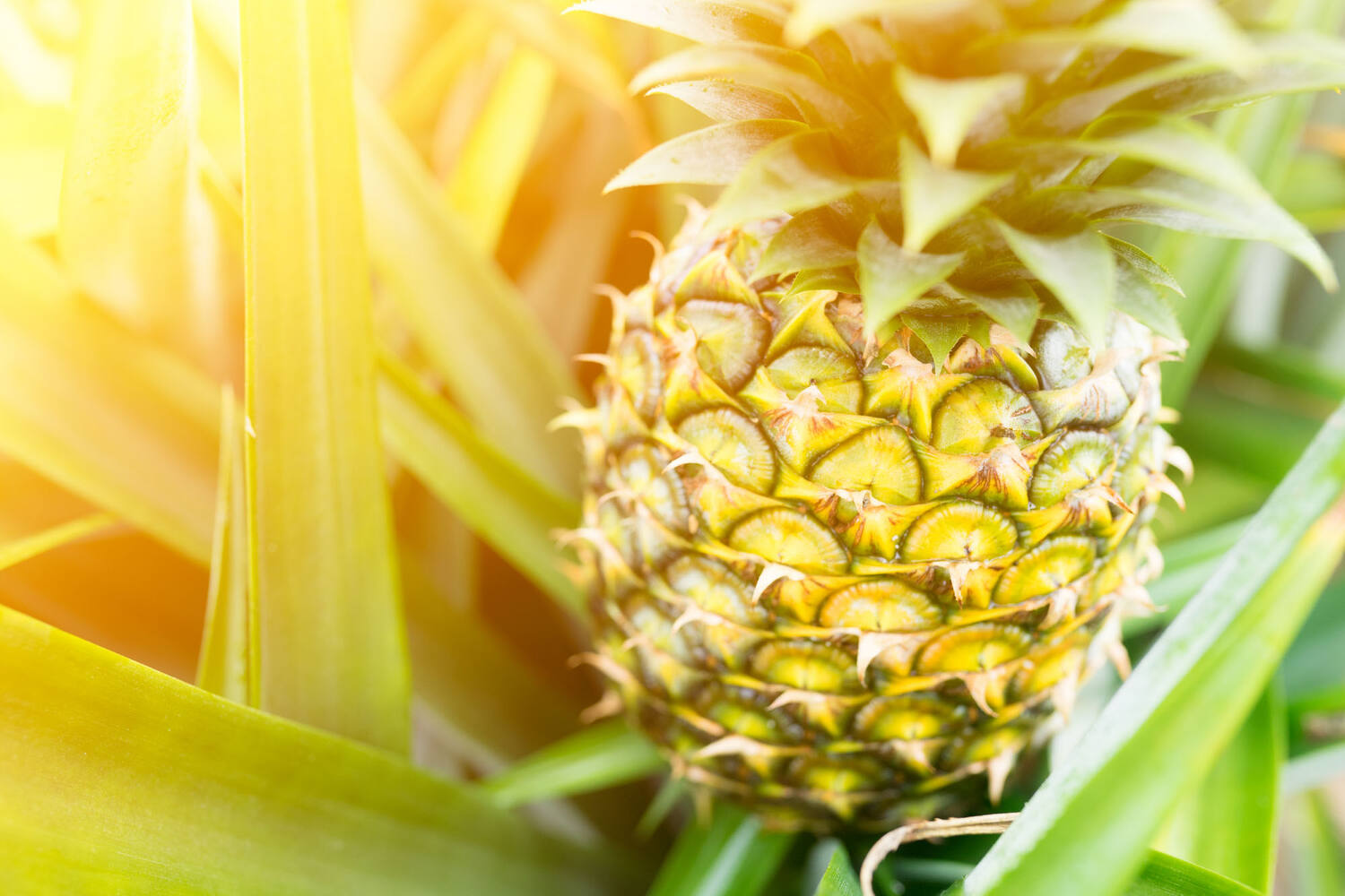 Ananas cilinder stuk 2